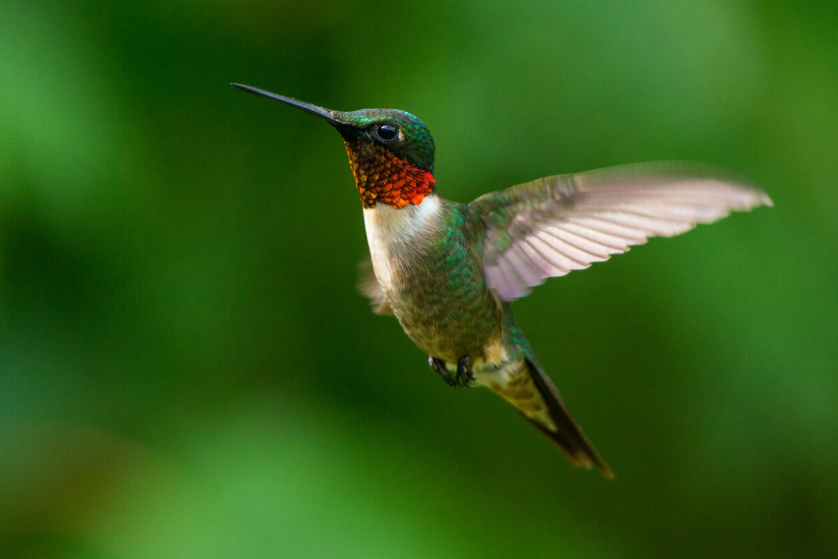 Colibrí garganta roja en pleno vuelo.