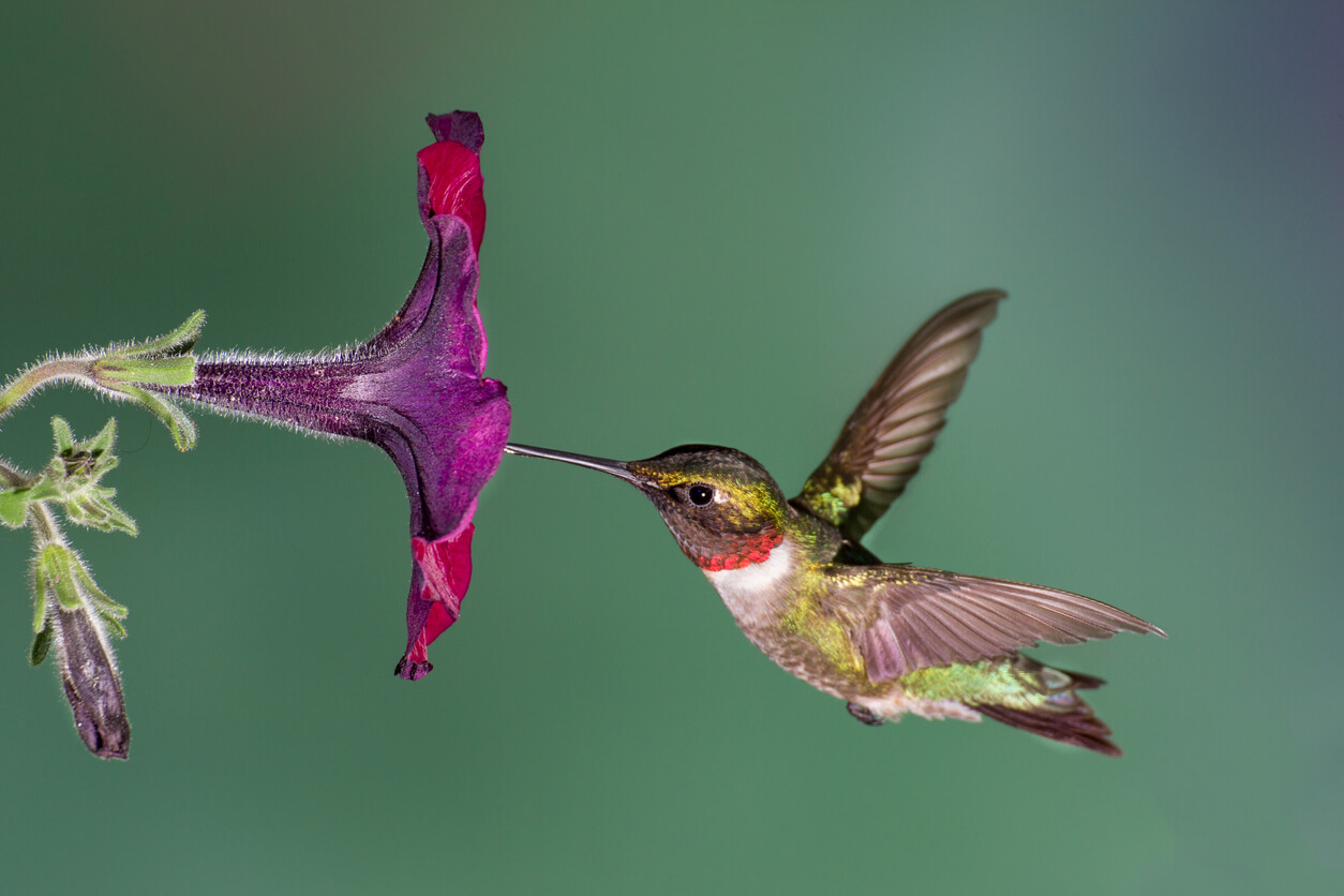 Colibrí garganta rubí alimentándose del néctar de la flor petunia. 