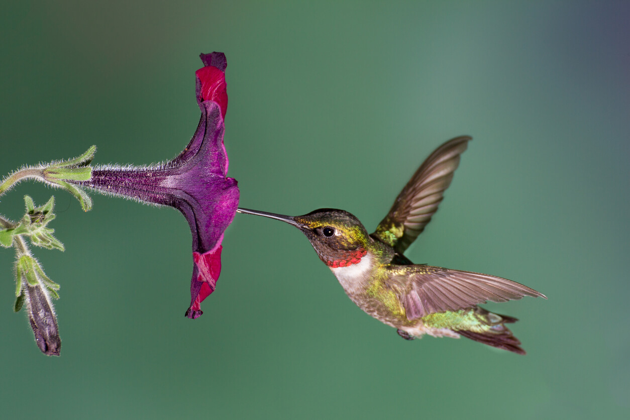 Colibri à gorge rubis se nourrissant du nectar de la fleur de pétunia.