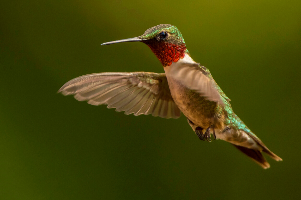 Colibrí garganta rubí extiende sus alas durante el vuelo. 