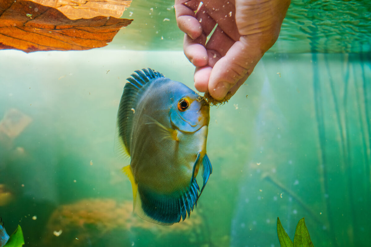 Humano alimenta a su mascota con comida casera para peces.