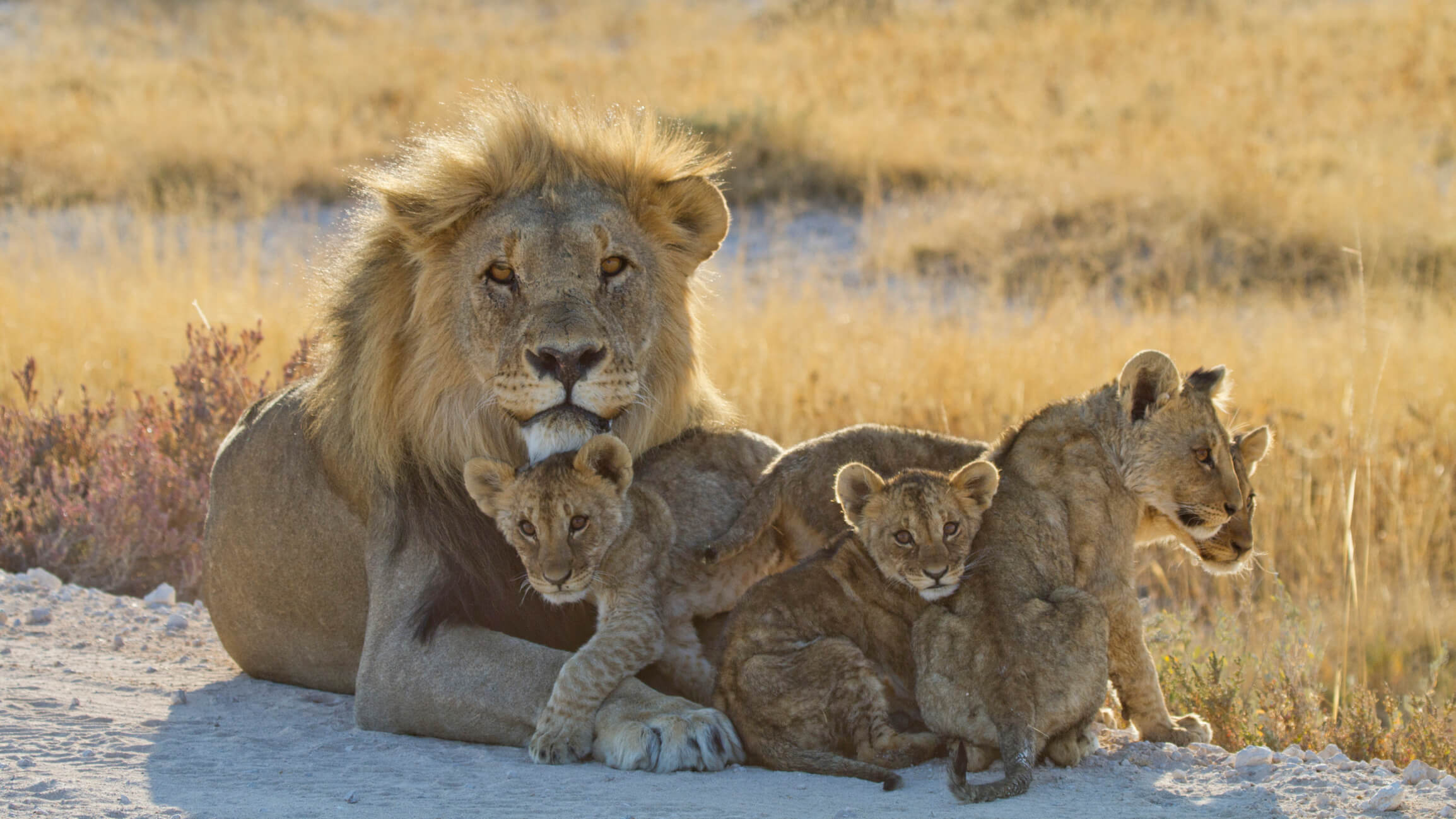 León macho con cuatro cachorros.