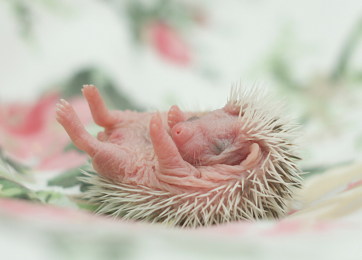 A newborn hedgehog with closed eyes, pink skin, and white quills.