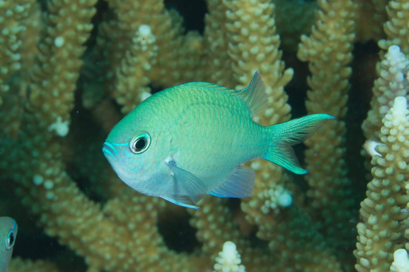 Pez damisela verde en acuario. Se caracteriza por ser uno de los peces tropicales más resistentes para acuario.