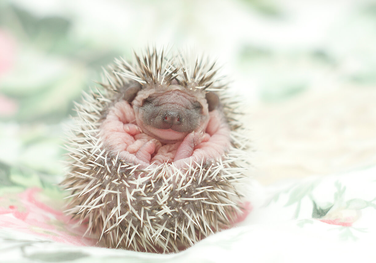 A baby hedghog curled into a ball.
