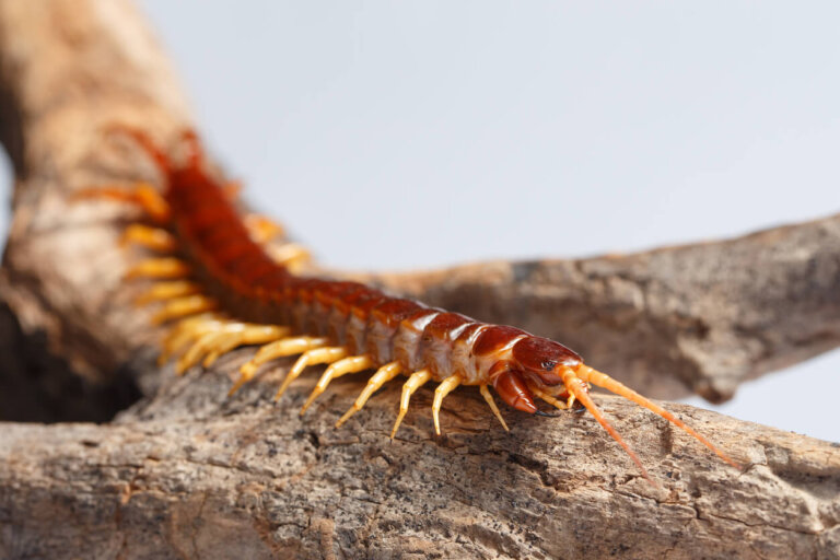 Escolopendra: características, hábitat y picadura