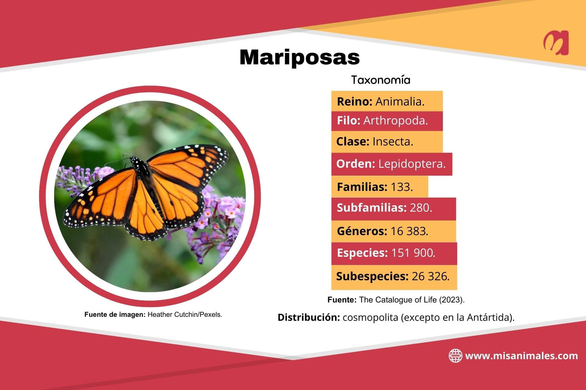 Ficha sobre la taxonomía y distribución de las mariposas.
