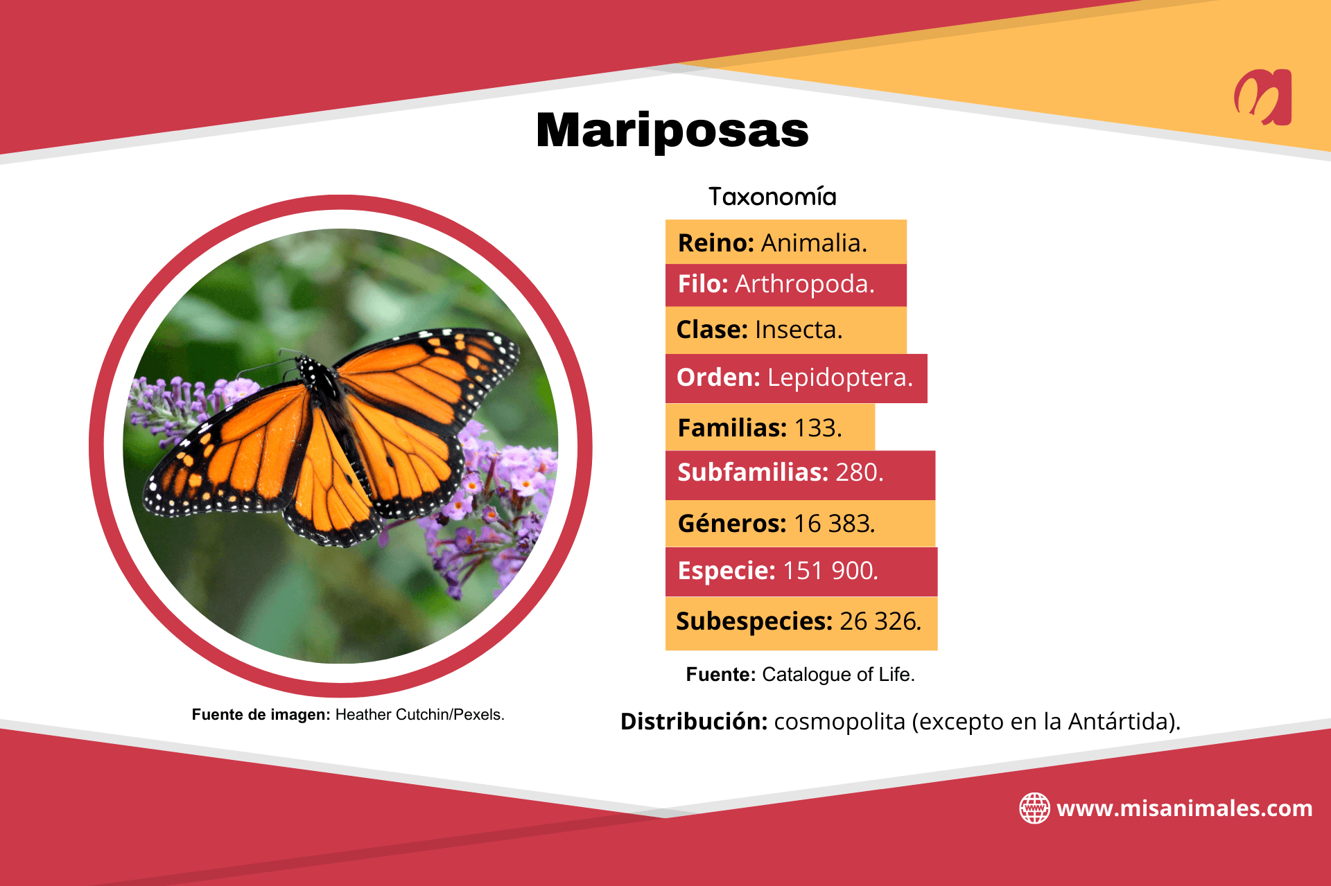 Ficha sobre la taxonomía y distribución de las mariposas. 