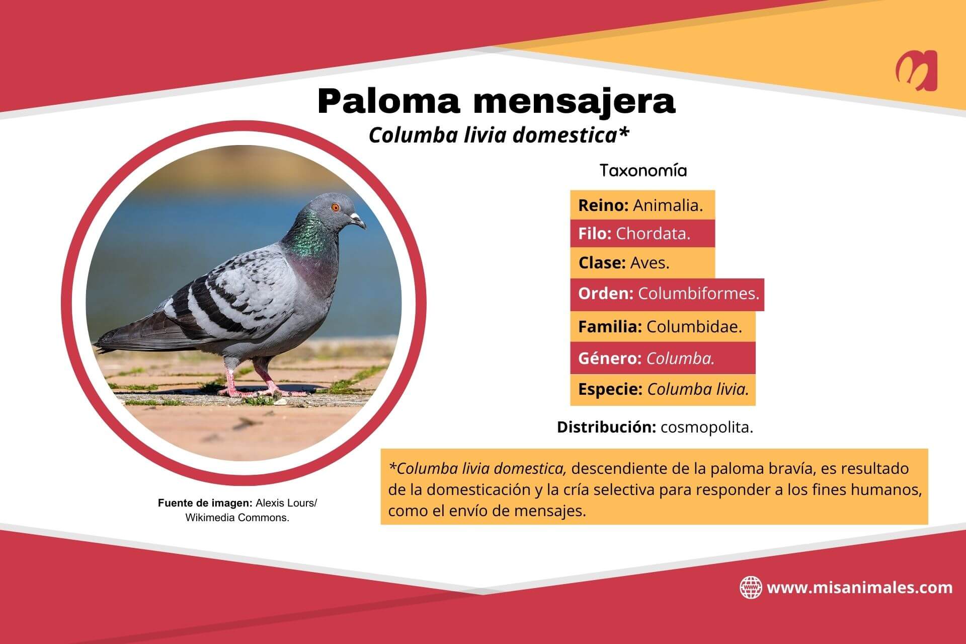 Ficha de paloma mensajera con información sobre taxonomía, distribución, domesticación y cría selectiva para fines humanos.