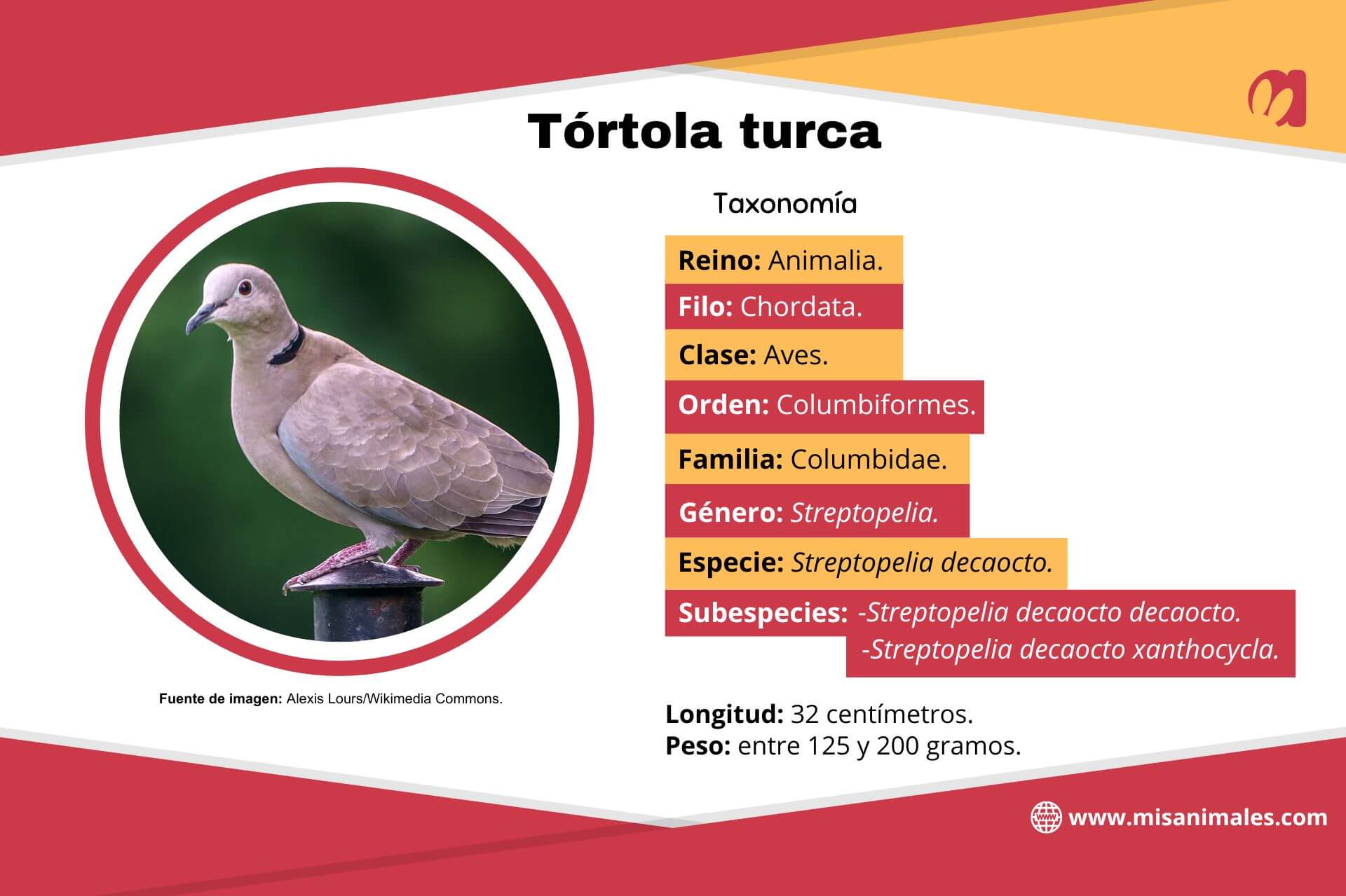 Ficha sobre la taxonomía, longitud y peso promedio de la tórtola turca. 