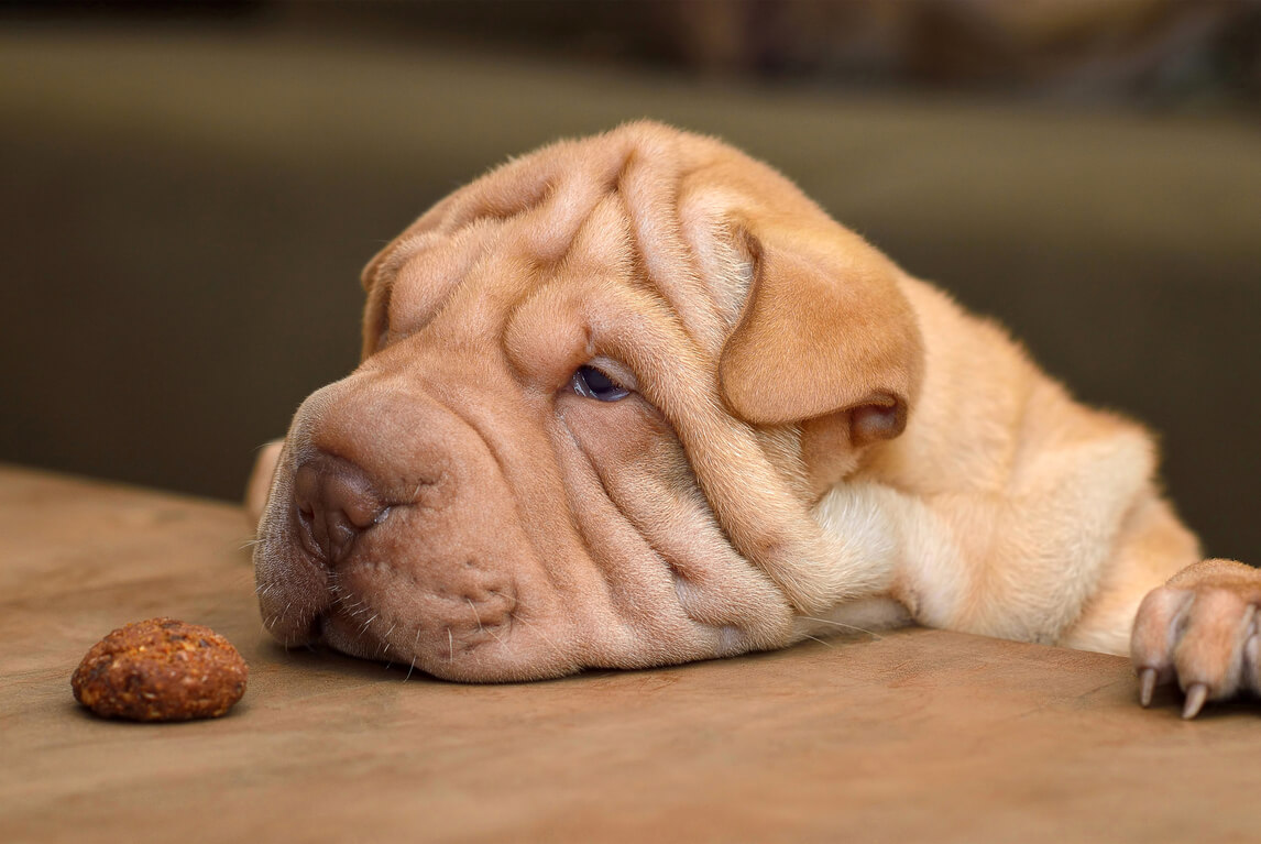 Shar pei trata de alcanzar una galleta saludable y casera para perros.