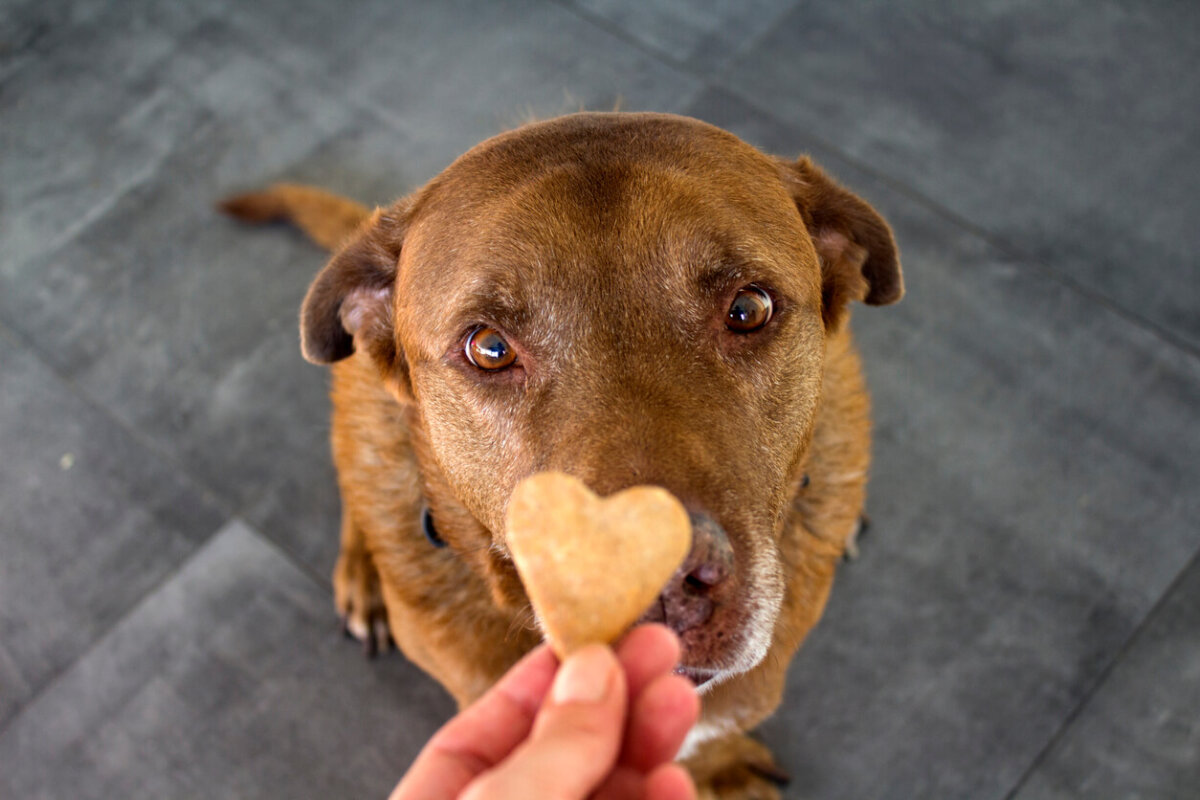 Tutor le ofrece a su can galletas saludables para perros.