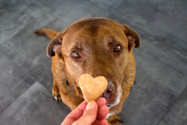 3 recetas de galletas saludables para tu perro