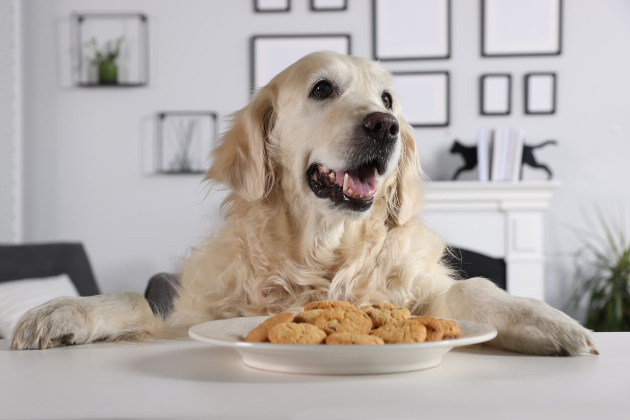 Golden retriever frente a un plato de galletas caseras para perros. 