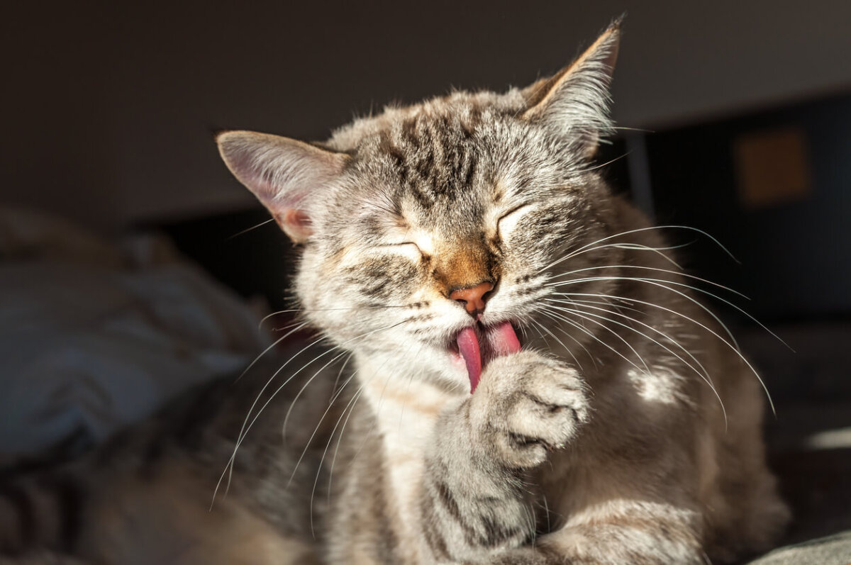 Gato se lame su pelaje. Esta acción, en exceso, puede provocar que sea necesario ayudarle a expulsar las bolas de pelo de su cuerpo.