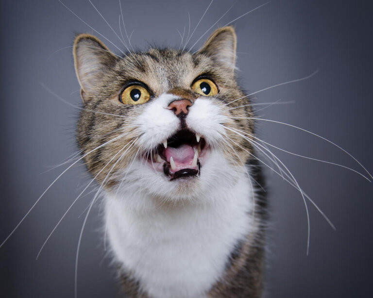Razones por las que mi gato maúlla cuando me ve