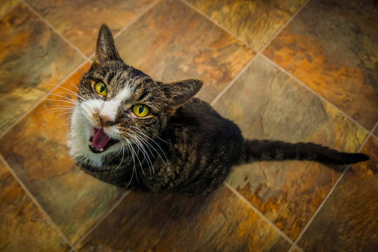 Gato maulla a su cuidador.
