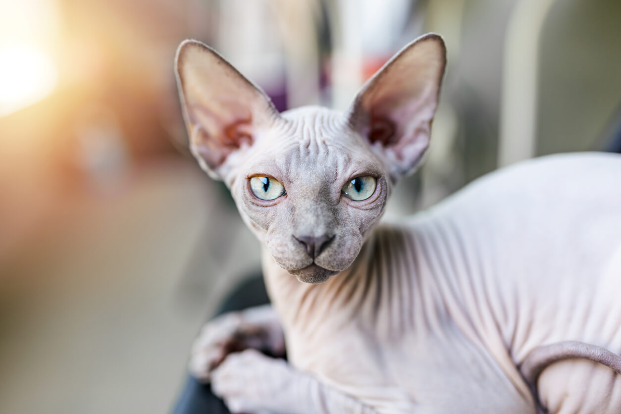 Gatto grigio sphynx seduto vicino a una finestra. Questo felino, sebbene sia privo di pelo, può provocare allergie all'uomo.