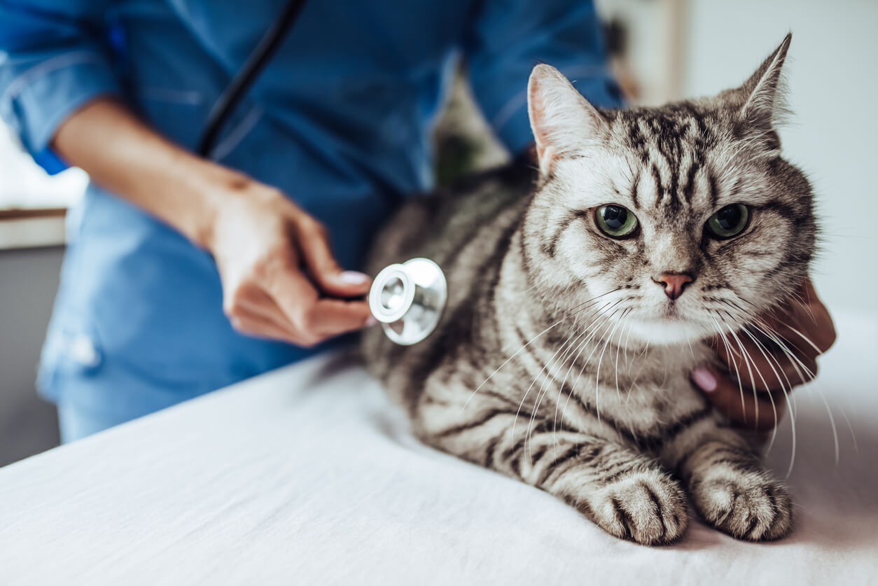 Revisión de gato en consulta veterinaria.