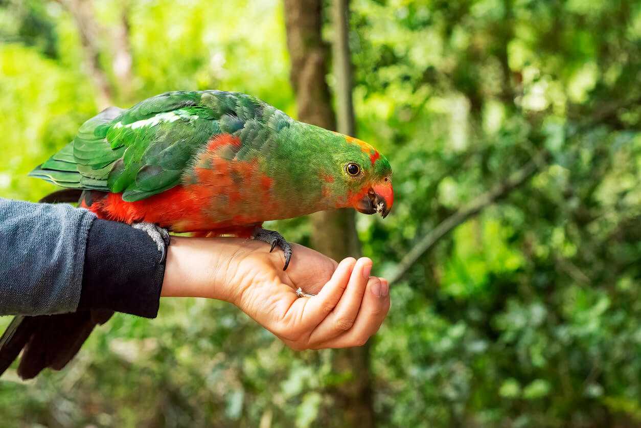 Il pappagallo reale australiano mangia dalla mano di un essere umano, come ricompensa durante l'apprendimento della frase.
