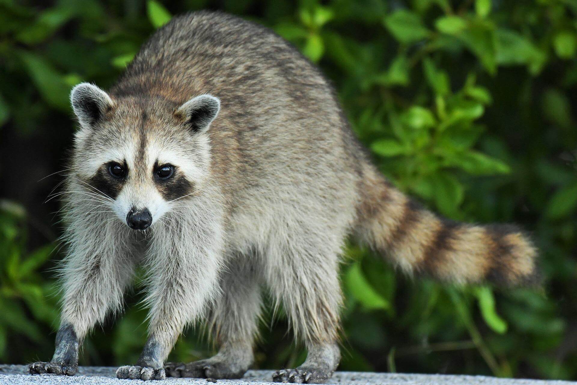 A gray and black racoon standing on a slab of rock with a green leafy tree behind it.