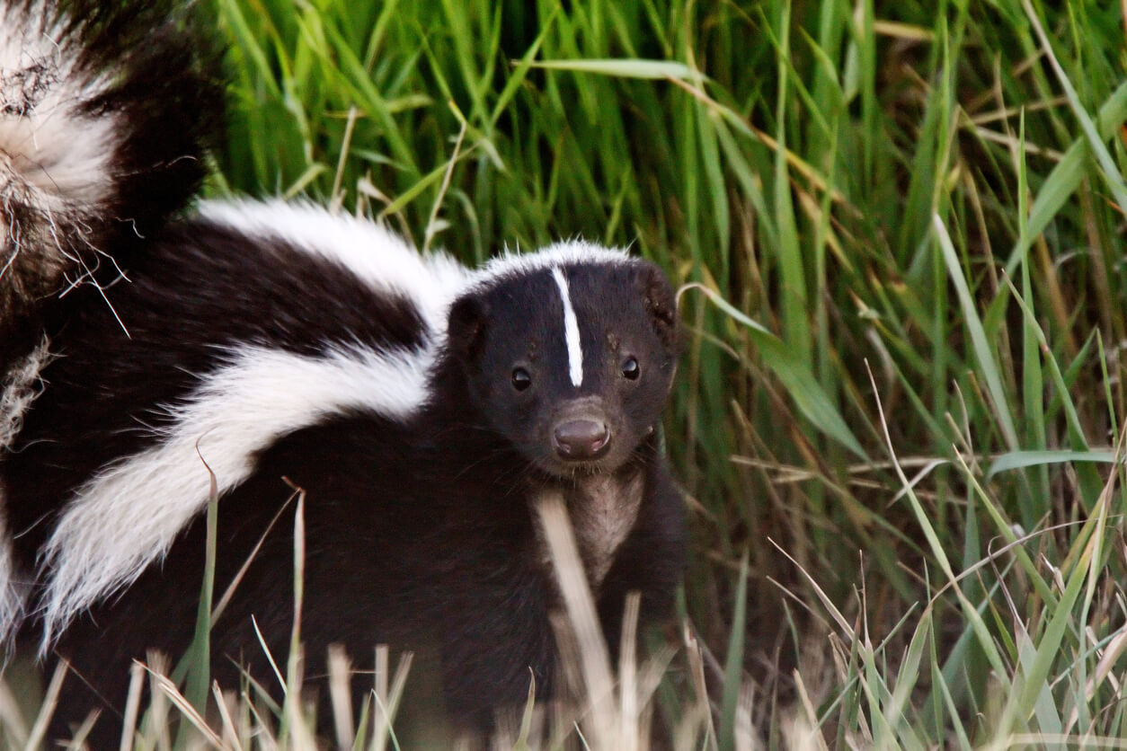 A black and white striped skunk in the middle of tall green grass.