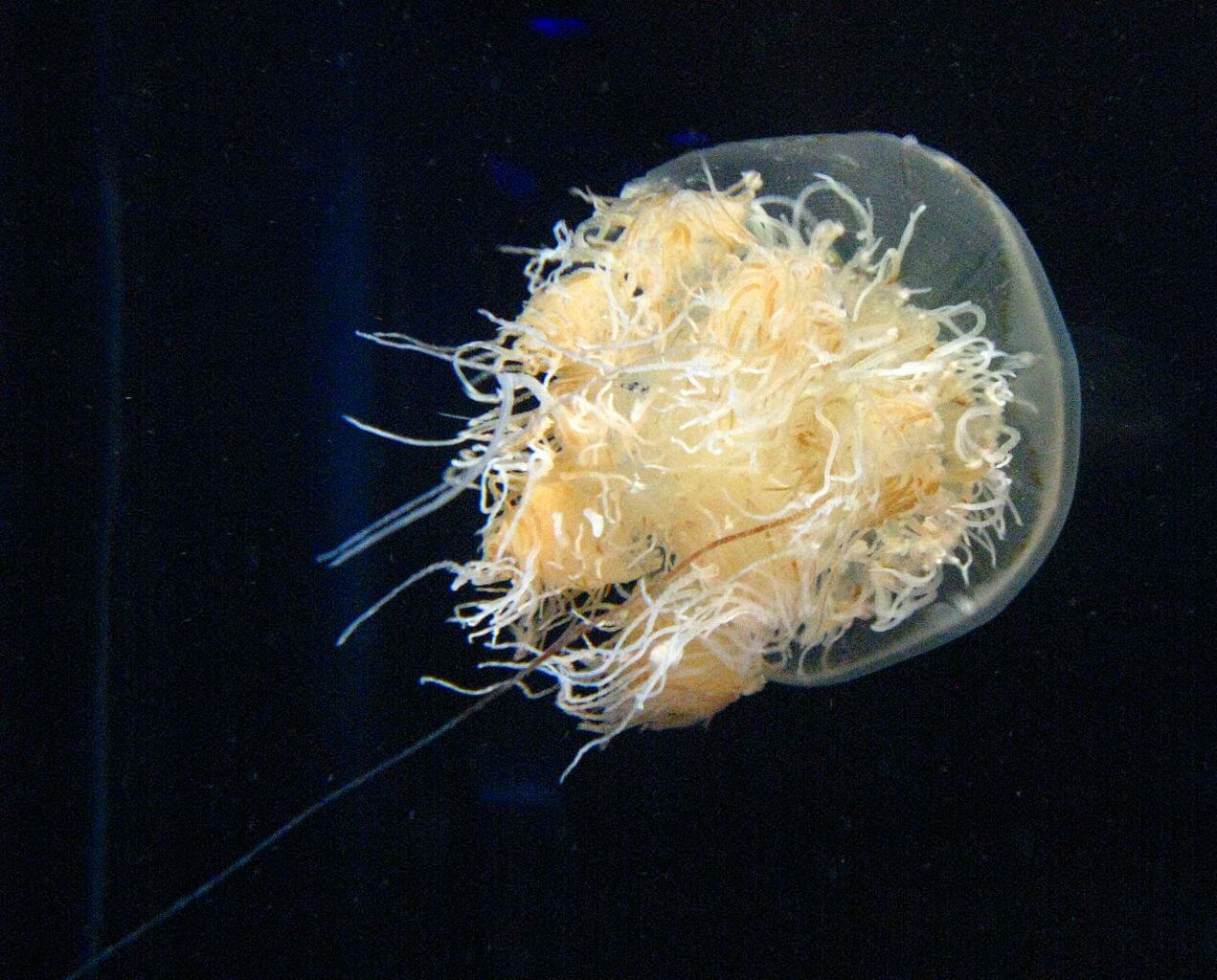 Nemopilema nomurai, la medusa gigante, en el agua