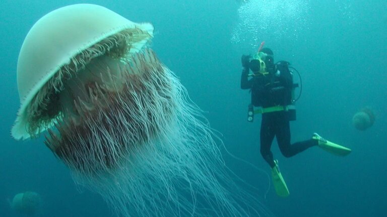 «Nemopilema nomurai»: conoce a la medusa más pesada de su clase