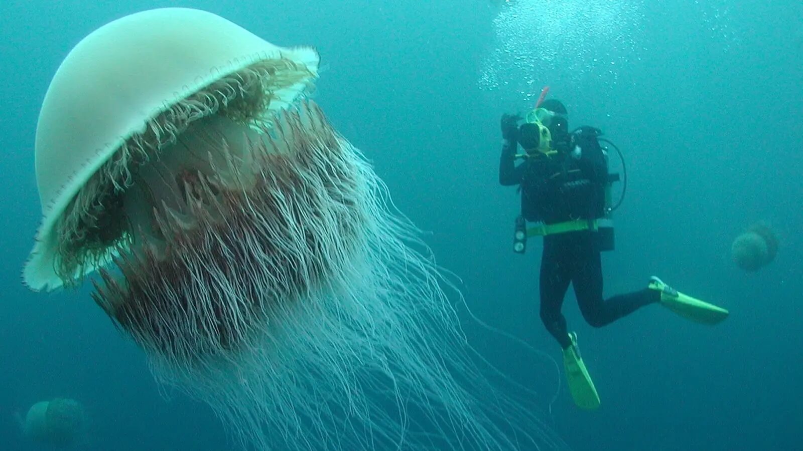 Медузы ледовитого океана. Медуза цианея гигантская. Полярная медуза цианея. Арктическая медуза цианея. Колокол Номура медуза.
