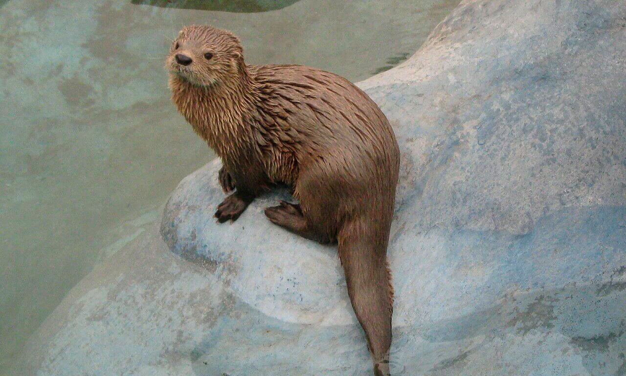 A cat otter sitting on a rock sticking out of the water.