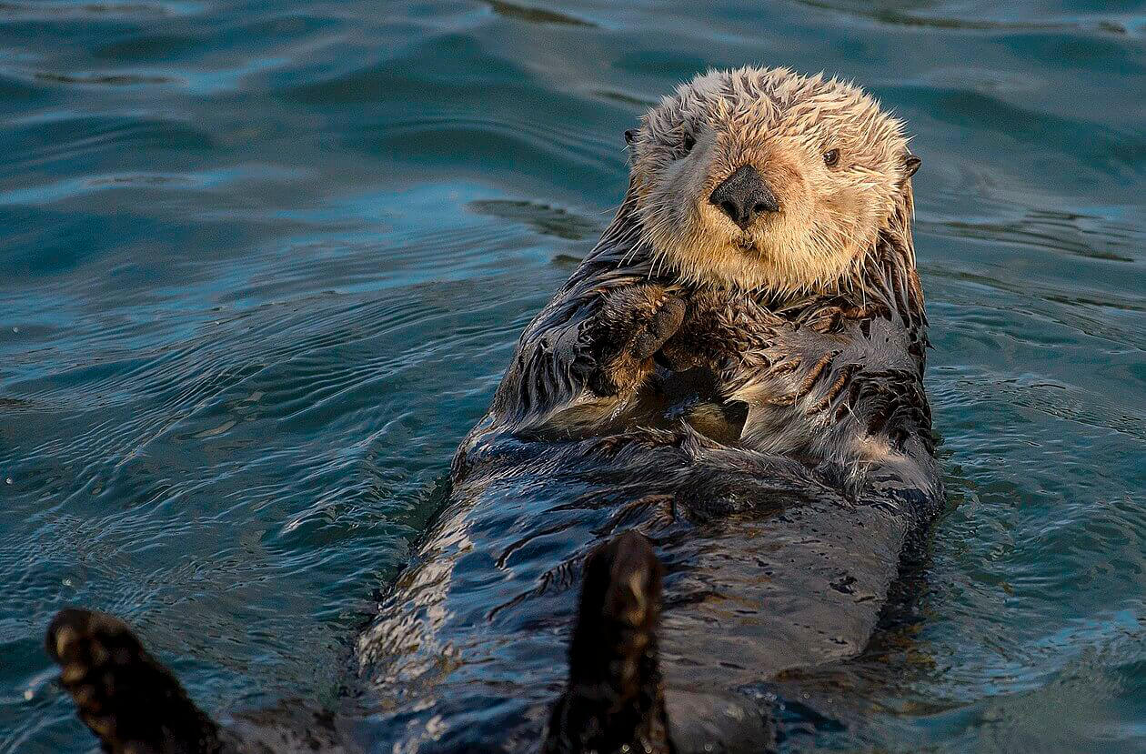 Nutria marina boca arriba en el agua.