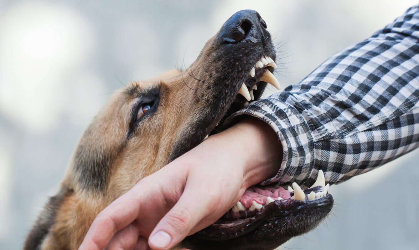Un perro agresivo muerde la mano de un humano.