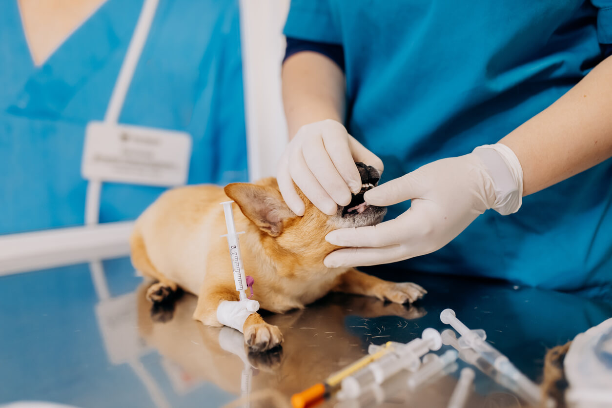 Preparación de sedación de perro para cirugía porque se comió un cuerpo extraño. 