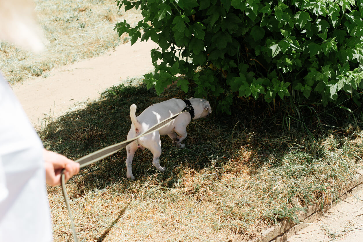 Tutor supervisa a su perro durante paseo al aire libre para evitar que ingiera un cuerpo extraño. 