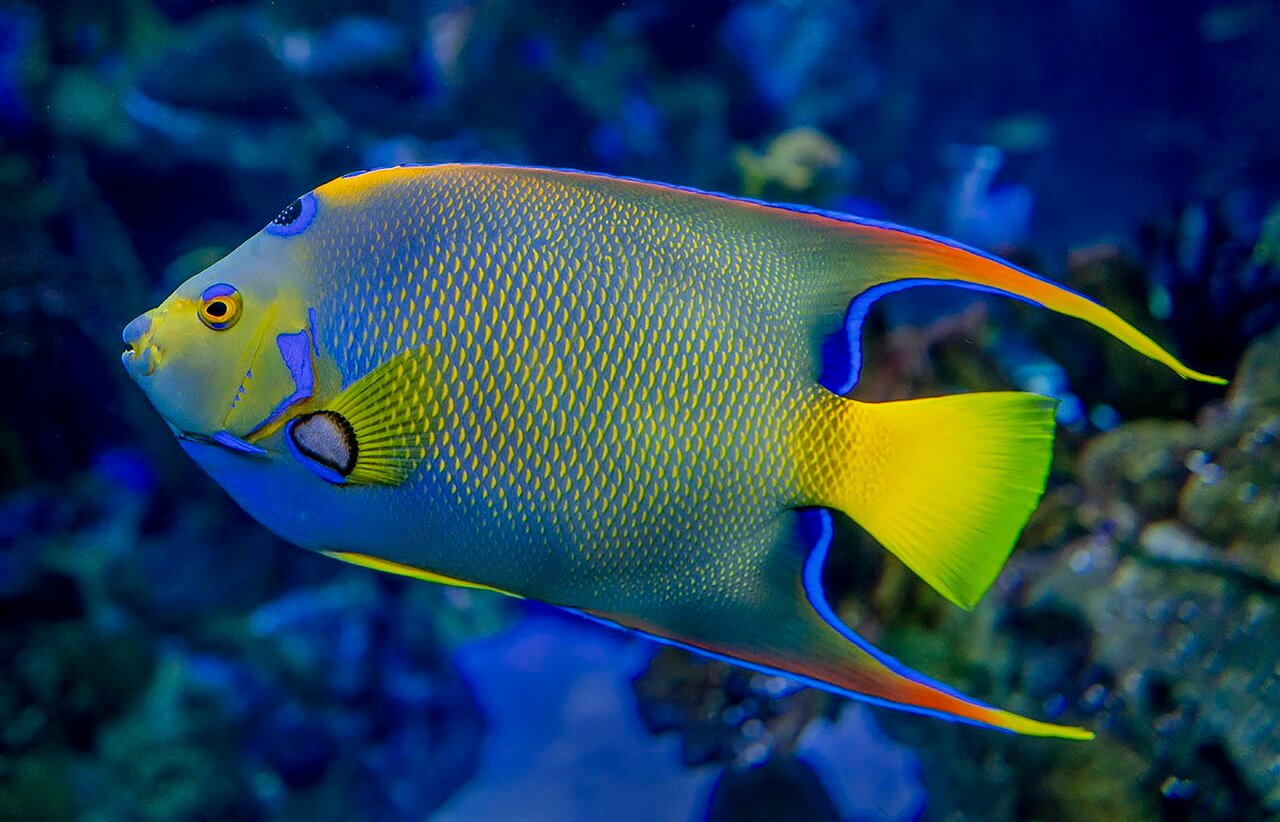 A bright blue and yellow queen angelfish.