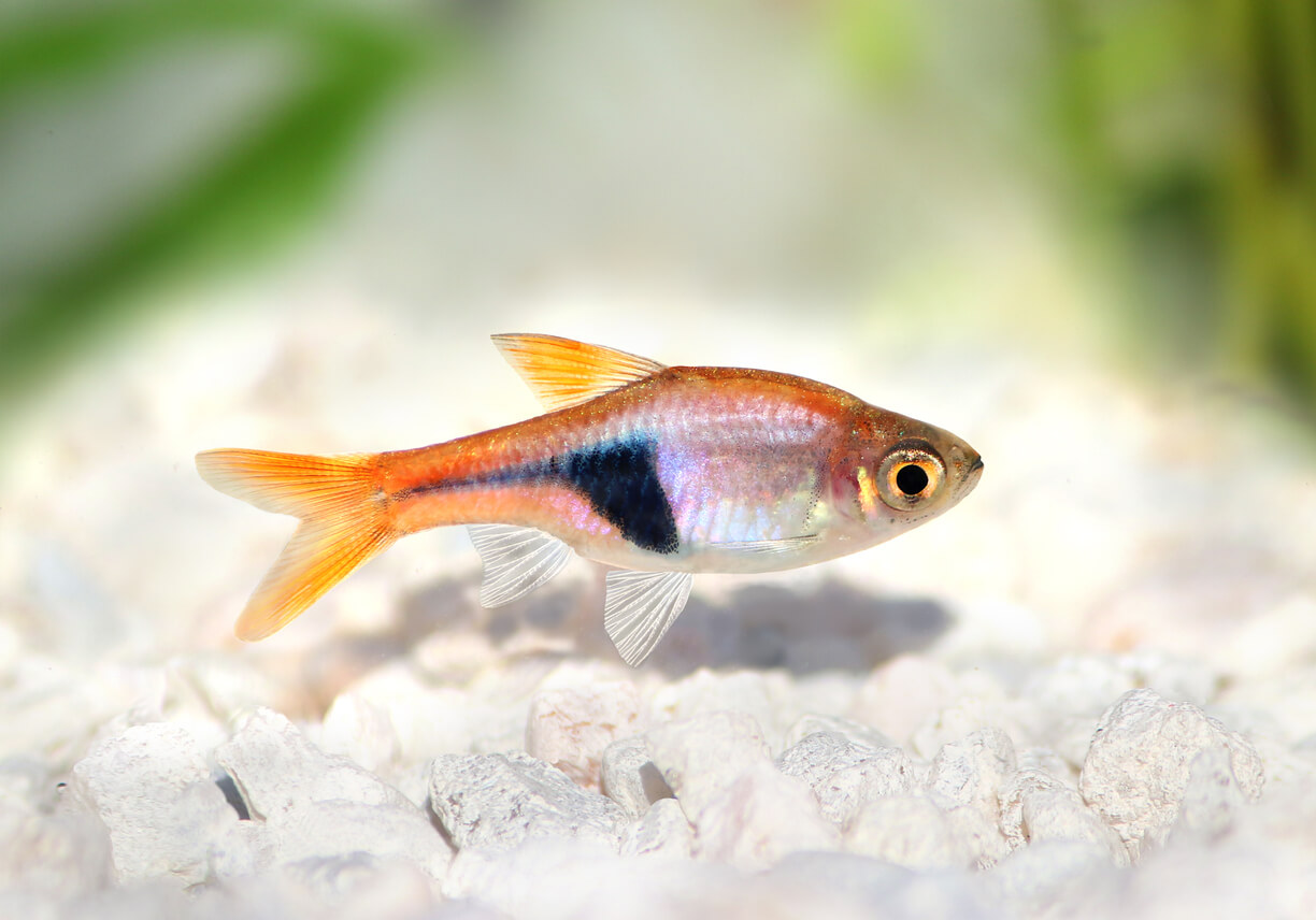 An orange, white, and black harlequin fish.