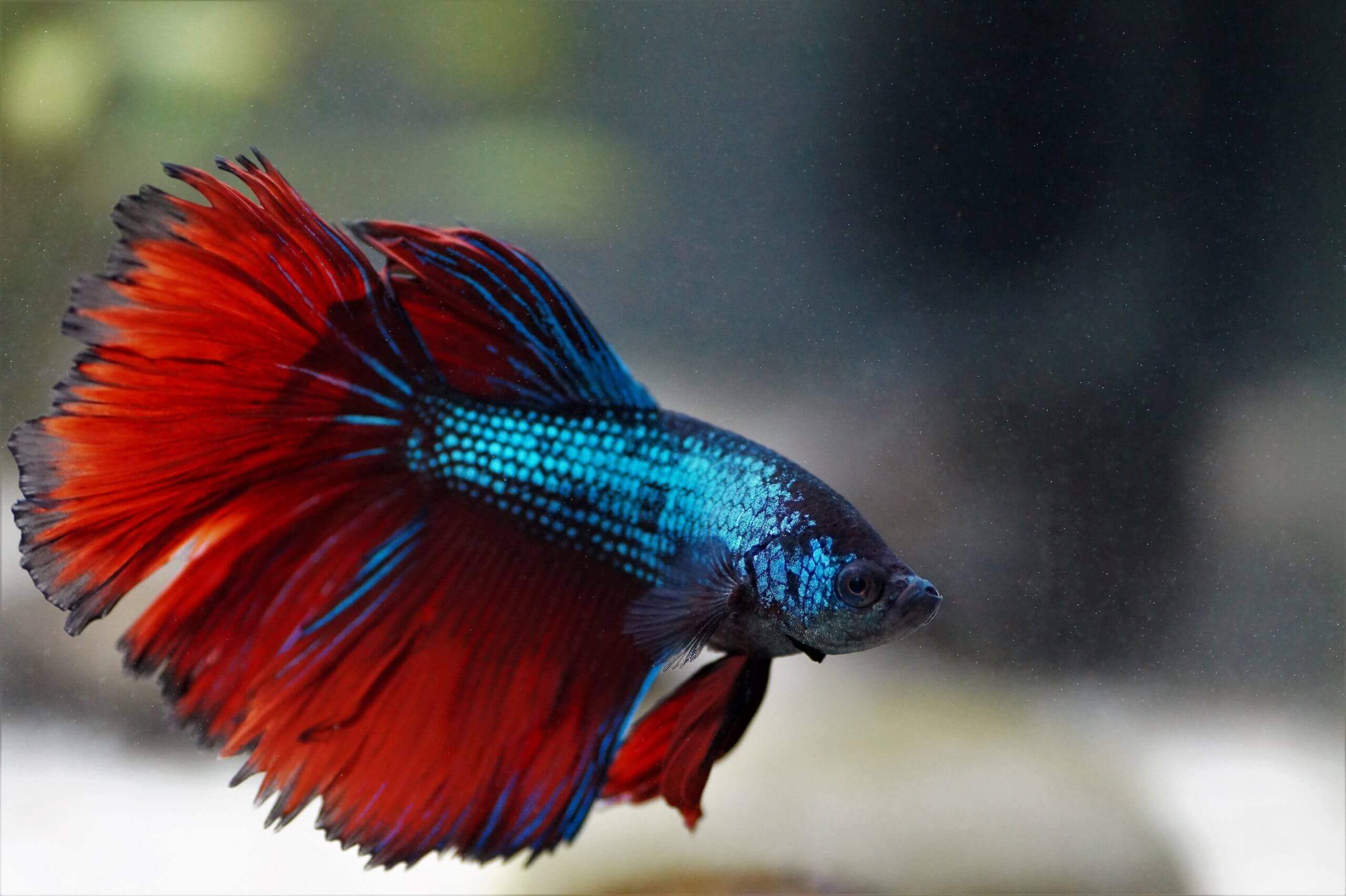 A blue betta fish with red fins with blue tips.