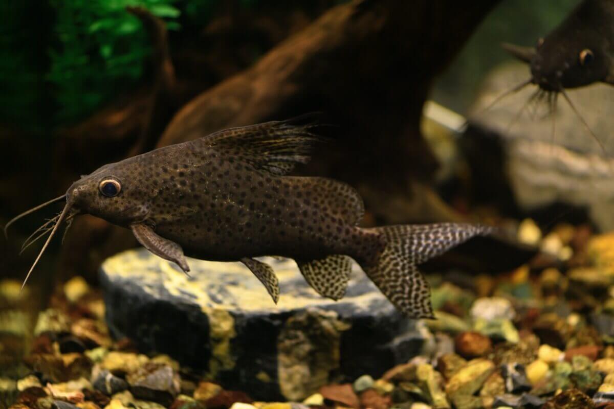 A mottled blackish brown catfish with lighter colored fins.