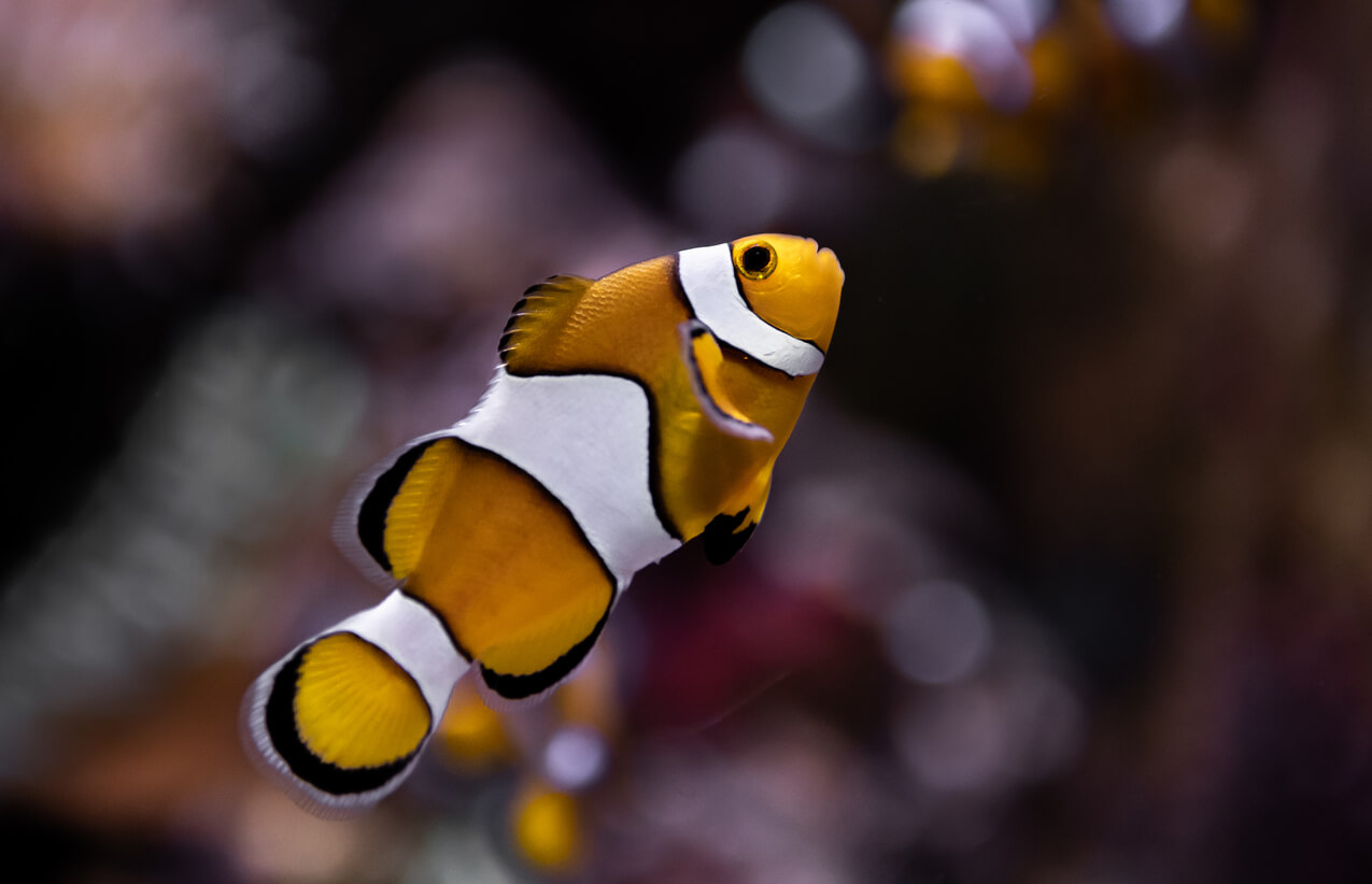 An orange, white and black clownfish.
