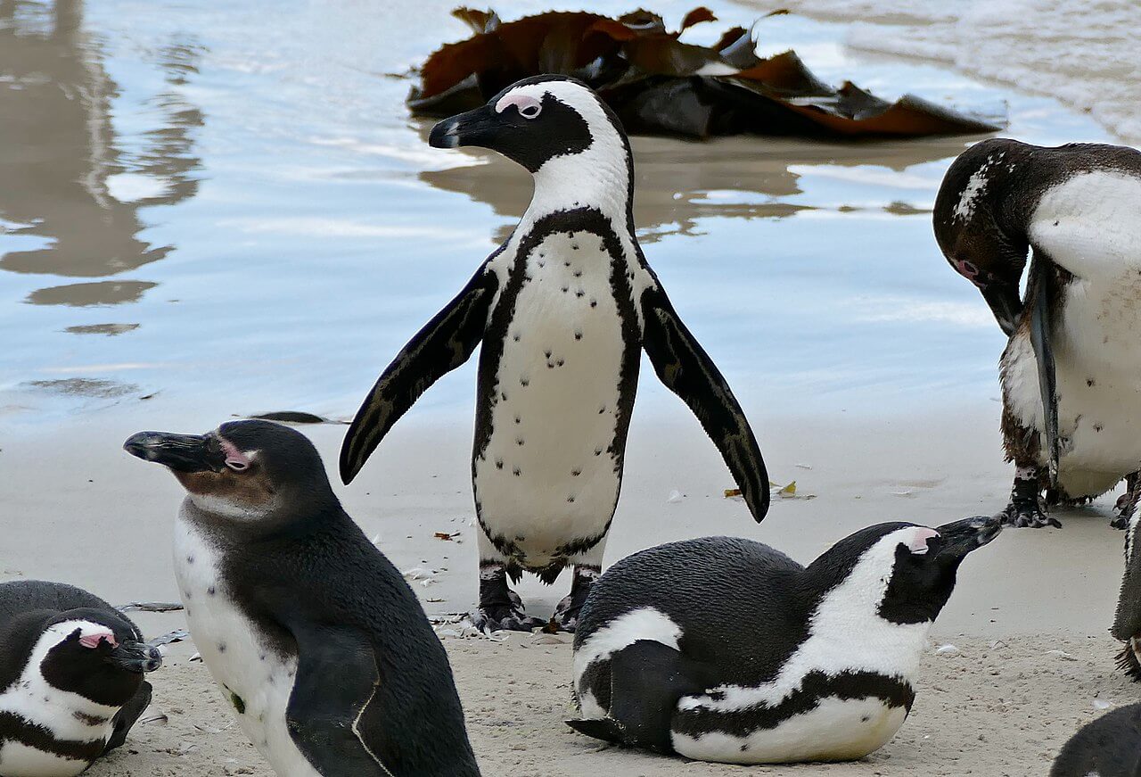 African penguins on the beach near the edge of the water.