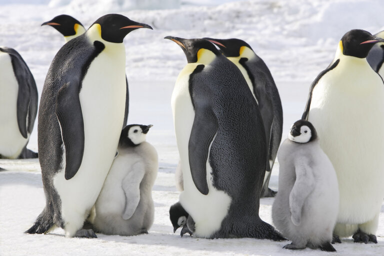 7 pingüinos en peligro de extinción