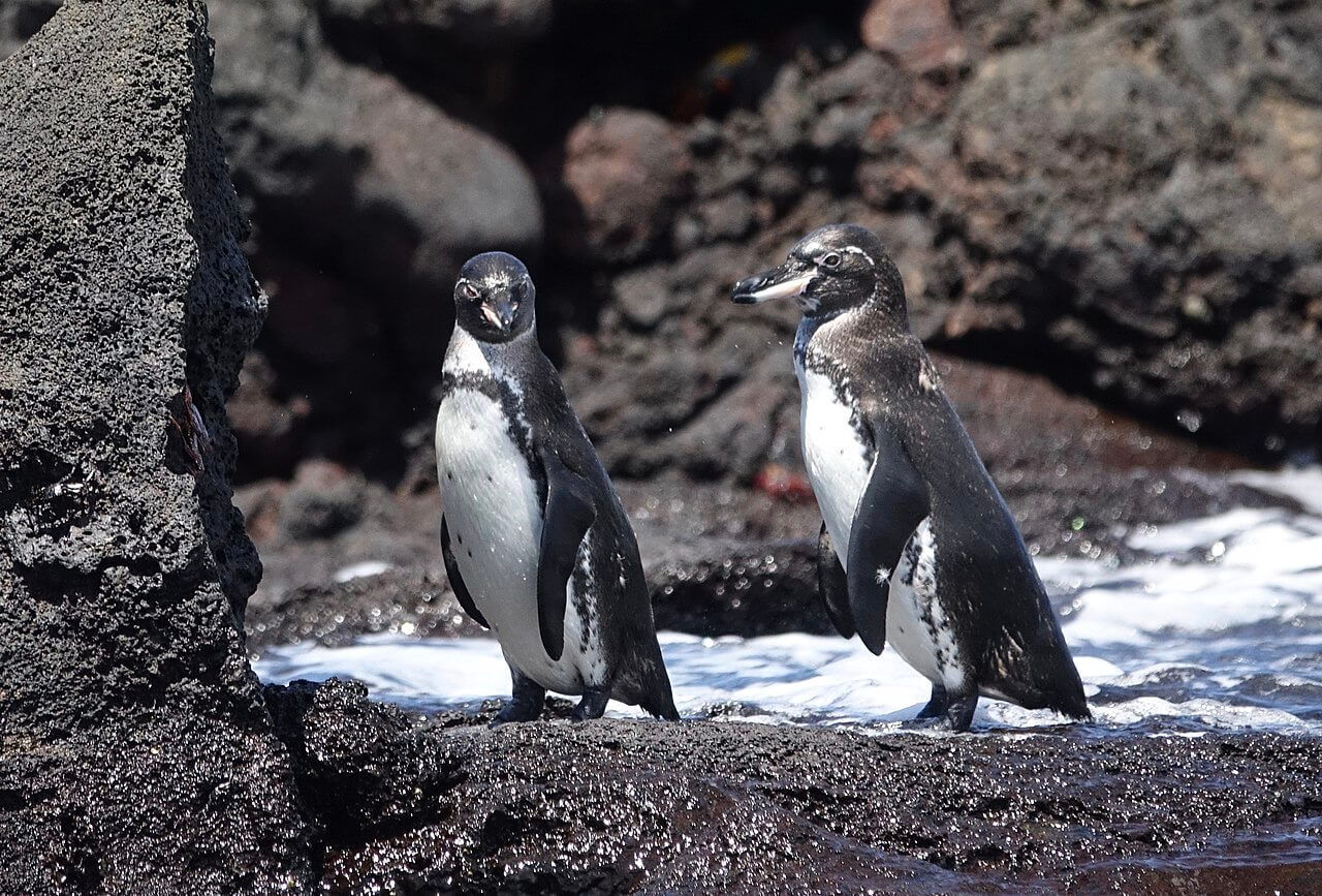 Dos pingüinos de Galápagos cerca del agua.