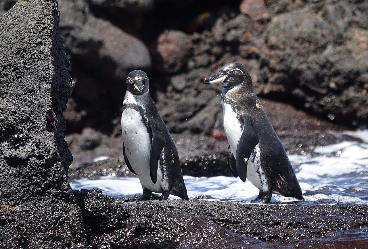 pinguini in pericolo di estinzione
