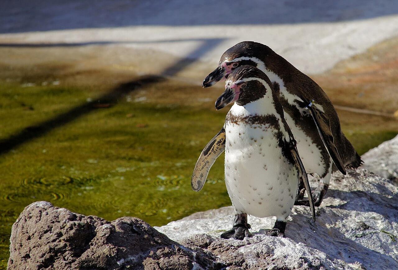 Two Humboldt penguins standing on a large rock overlooking a large grassy area, a beach, and the ocean.