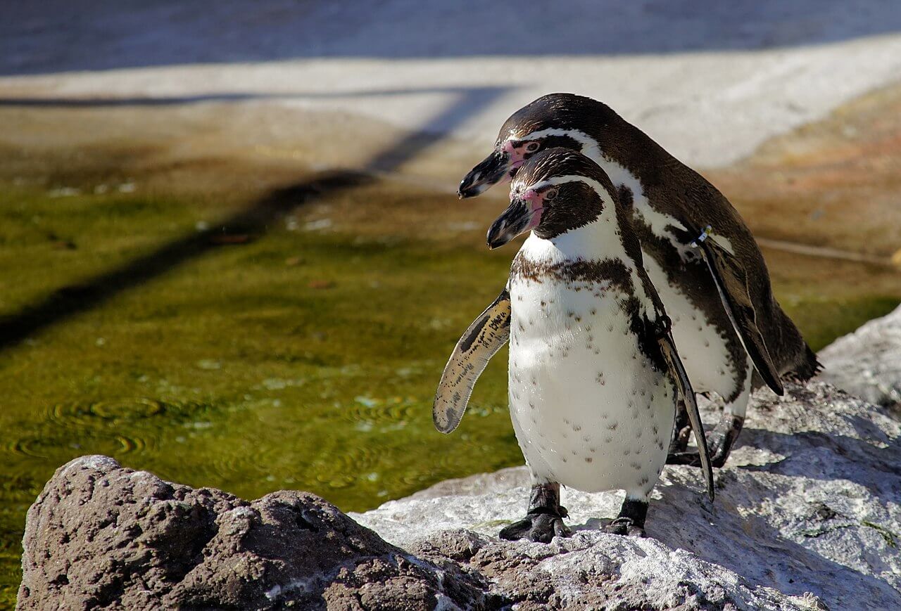 Dos pingüinos de Humboldt caminan sobre unas rocas en su hábitat. 