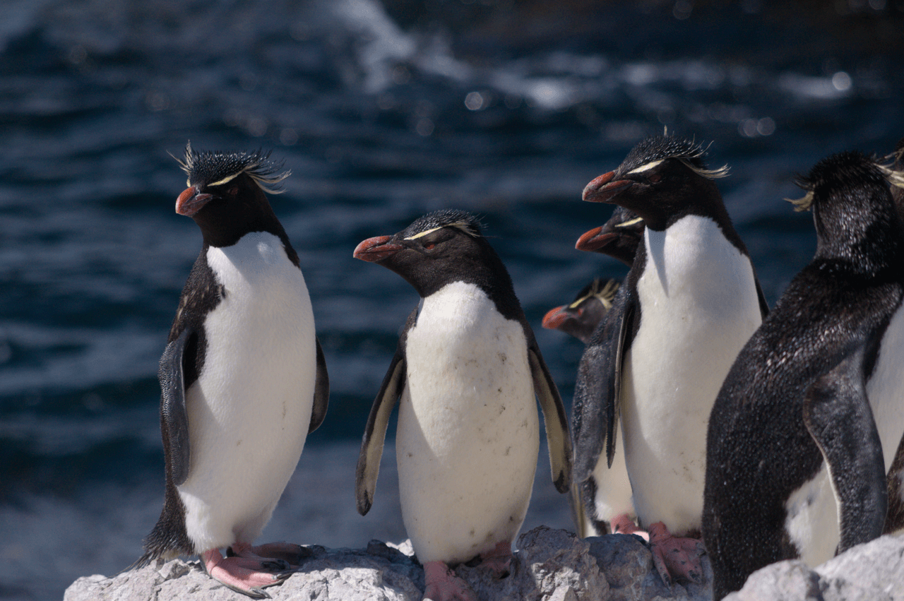 Diversi pinguini saltaroccia nel loro habitat, che sono in pericolo di estinzione.