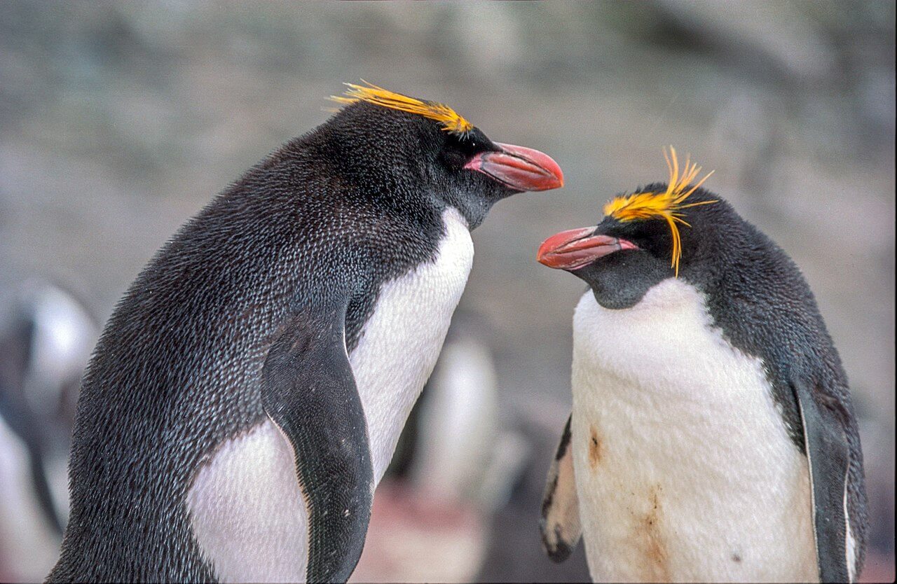 Dos pingüinos de penacho anaranjado (Eudyptes chrysolophus) frente a frente en su hábitat.