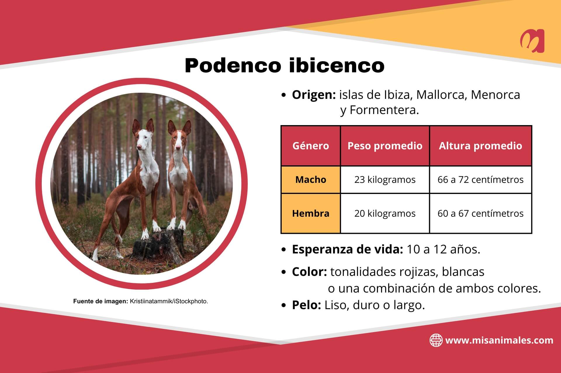 Ficha del podenco ibicenco que especifica su origen, peso y altura promedio por género, así como la esperanza de vida, color y pelo. 