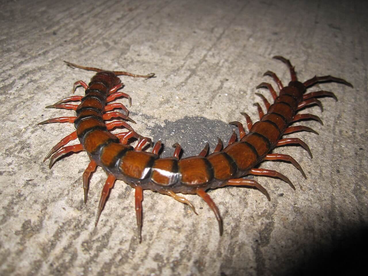 Scolopendra gigantea sobre el piso.