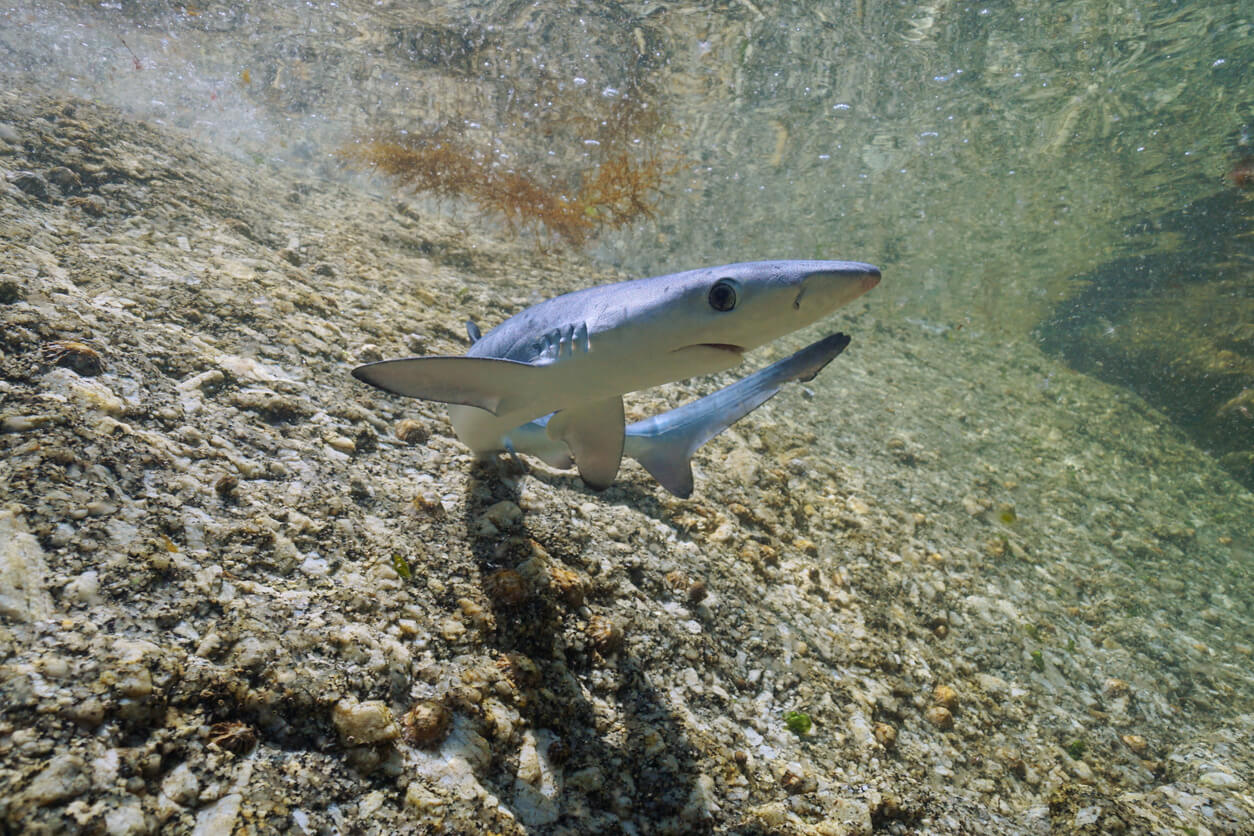 Tiburón cerca de la orilla del mar en España. 